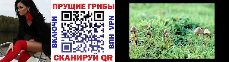 Галлюциногенные грибы Psilocybe  Петушки 